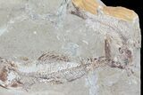 Predatory Fossil Fish (Apateopholis) - (Special Price) #70228-3